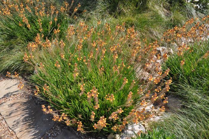 Orange Bulbine